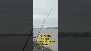Endangered species caught 😳🇬🇧 #SeaFishingUK #UKAngling #BassFishingUK #CodFishing #PierFishing