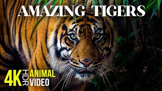 Amazing TIGERS - 4K HDR Relaxing Animal Video about the Biggest Cats + Calming Music by Animals and Pets 557 views 4 months ago 59 minutes