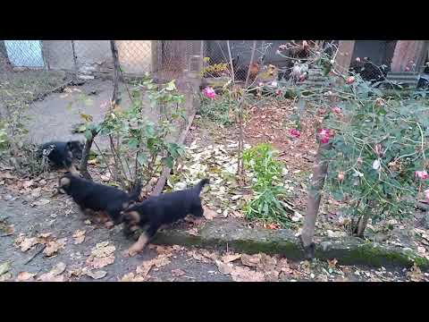 German Shepherd with Linda puppies-გერმანული ნაგაზი ლინდა ლეკვებთან ერთად