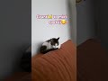 Śmiesznezwierzęta#śmiesznekoty#fuunycats#funnyanimalsvideo#relax#shorts