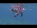 Turtles and Dogs on Maui