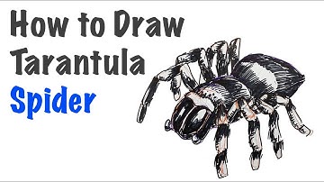 Learn to Draw a Tarantula Spider | step by step tutorial