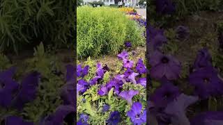 Площадь Ленина, Финляндский вокзал 🌺