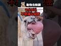 ほとんど知らないラクダの秘密