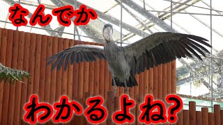 衝撃】ハシビロコウふたば、なぜ旋回しなくなったかがわかる動画