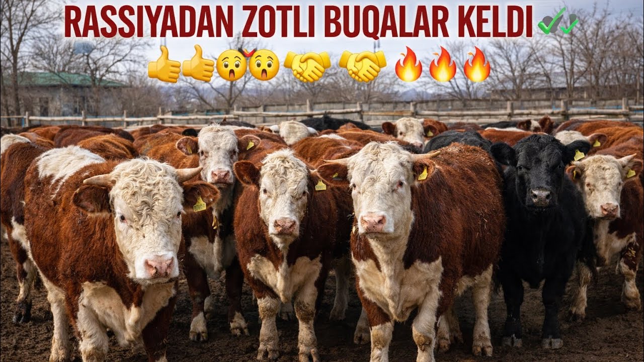 Optimchi Xamidilloga Rassiyadan zotli buqalar keldi shoshiling.✅✅✅✅😱😱😱😱🔥🔥🔥🔥🤝🤝🤝🤝👍👍👍💯💯💯