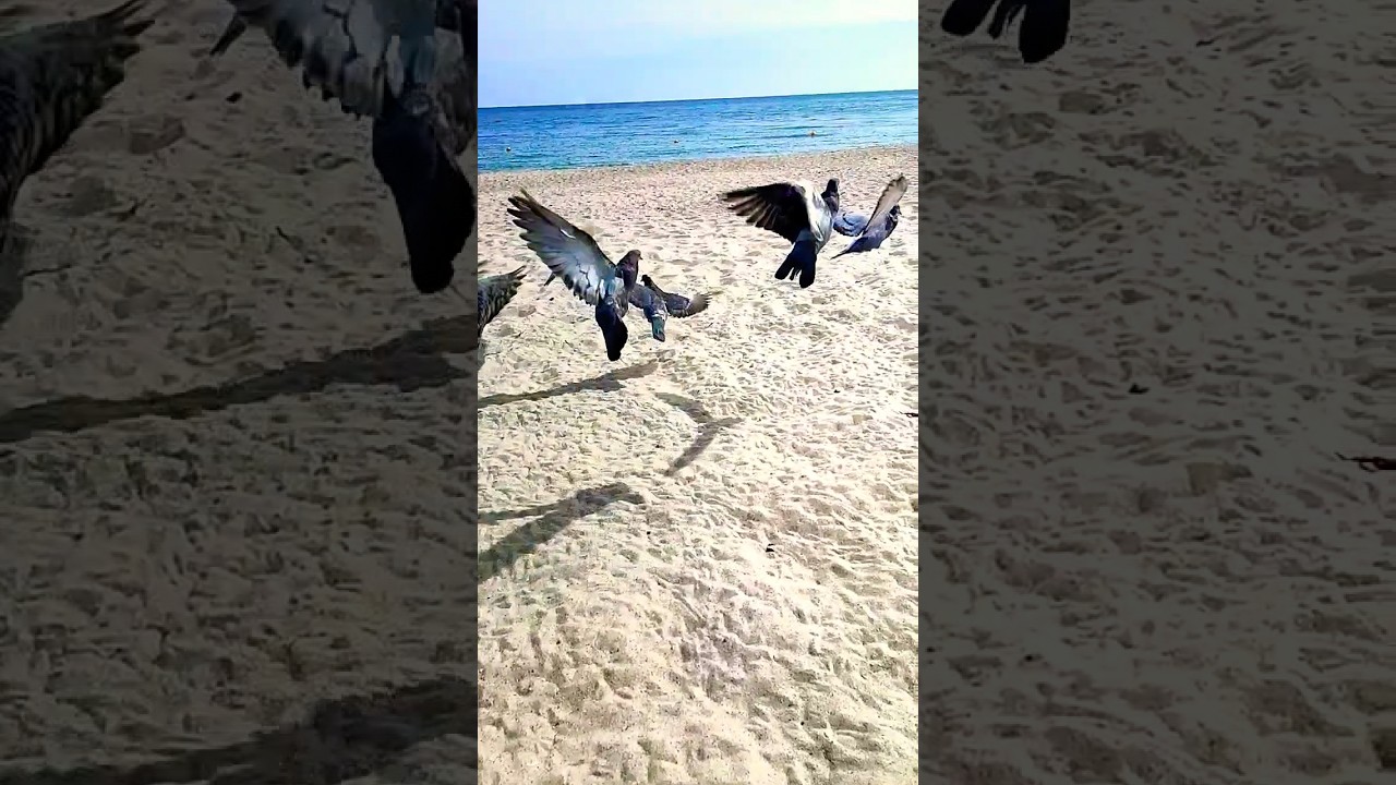 💤240 fps slowmo fly dove beach 