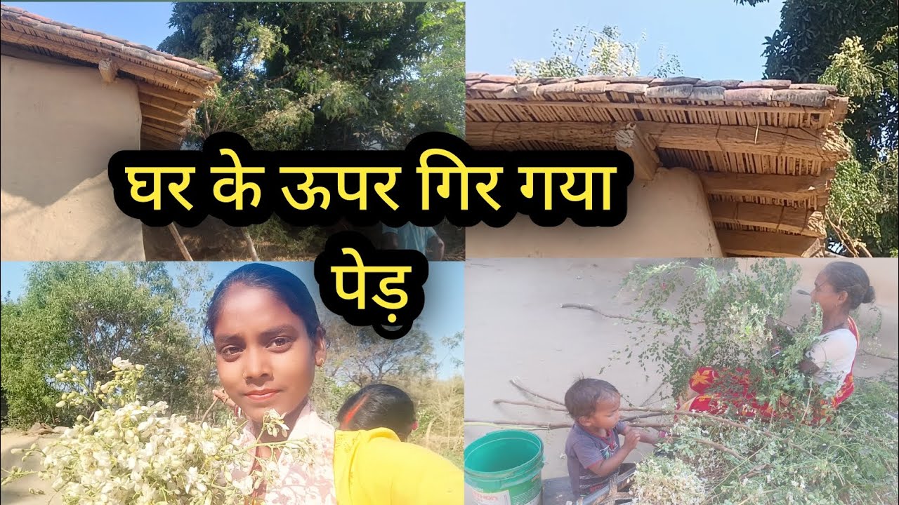 तेज हवा से गिरा पेड़ घर का खपरा बर्बाद कर दिया || सहजन पेड़ टूट के गिरा घर पर ||