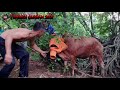 TRAGEDI QURBAN 2021 Lembu Lepas Dalam Sungai.