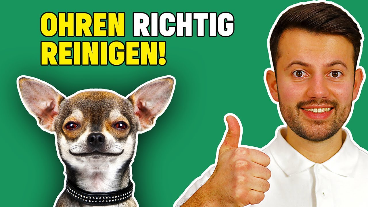 Ohrenreinigung beim Hund wichtige Tierarzt Tipps! YouTube