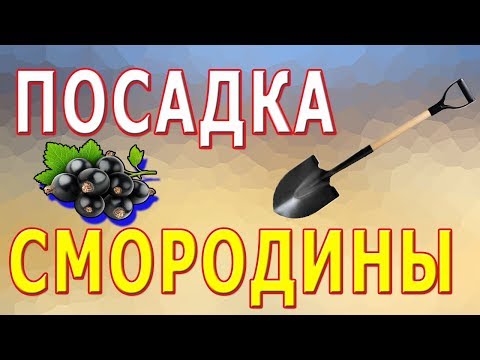 Video: Na Kojoj Udaljenosti Saditi Ribiz? Kolika Bi Trebala Biti Udaljenost Između Grmlja Pri Sadnji Ribiza U Redove? Udaljenost Od Ograde Na Mjestu