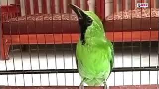 Cucak Ijo Gacor Isian & Tembakan Rapat