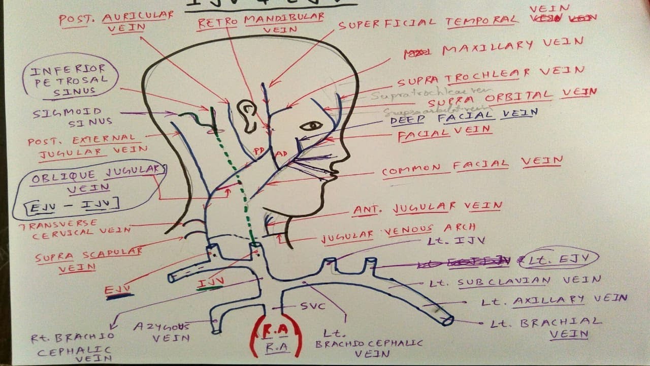 External And Internal Jugular Vein