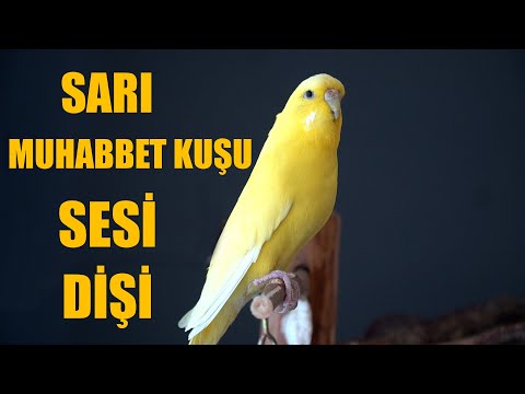 Kuş Sesi Dişi Muhabbet Kuşu Sesi Dişi