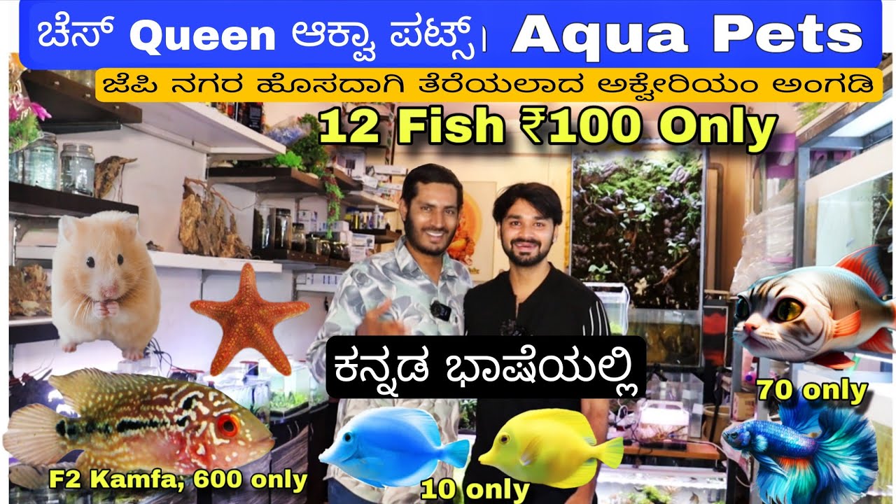 ₹100 ಕ್ಕೆ 12 ಮೀನುಗಳು , Chess Queen Aqua Pets ಜೆಪಿ ನಗರ ಬೆಂಗಳೂರು |  Newly Opend Aquarium shop