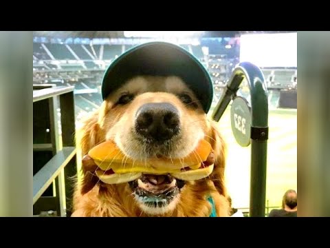 Funniest GOLDEN RETRIEVERS and much more - LAUGHING GUARANTEED!