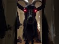 Baphomet Goat Standing in a Real Hallway 😨 (AI Animal Video)