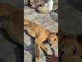 trending #reels #viralvideo #shortsfeed #funnyshorts #doglove
