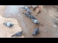 many pigeon eating rice || pigeon bird's lovers||