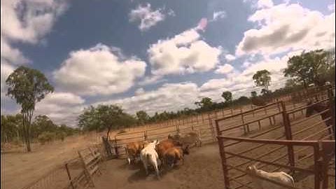 HorsebackAlleySorting