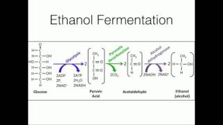 Ethanol Fermentation: Regeneration of NAD