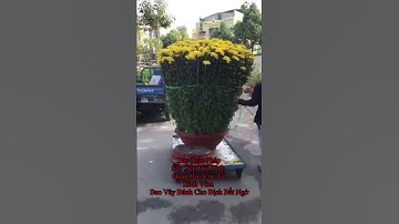 HOA CÚC ĐẠI ĐOÁ TẾT NINH GIANG VỤ 2022_2023 CÔNG TY CP SX KD HOA CÚC NINH GIANG KHÁNH HOÀ A NHÀN