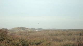 aMEESing - Recordcount of migrating Blue Tits