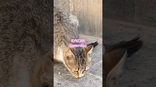 Больше дела-меньше слов!/Люди,помогайте бездомным хвостикам🙏!!!/🌏Планета добра