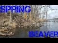Spring Beaver Trapping 2016 Part 1 Bank Logde