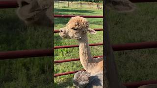 Why Alpaca Poofs?