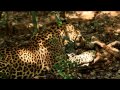 Leopard feeding on deer carcass in Wilpattu Sri Lanka