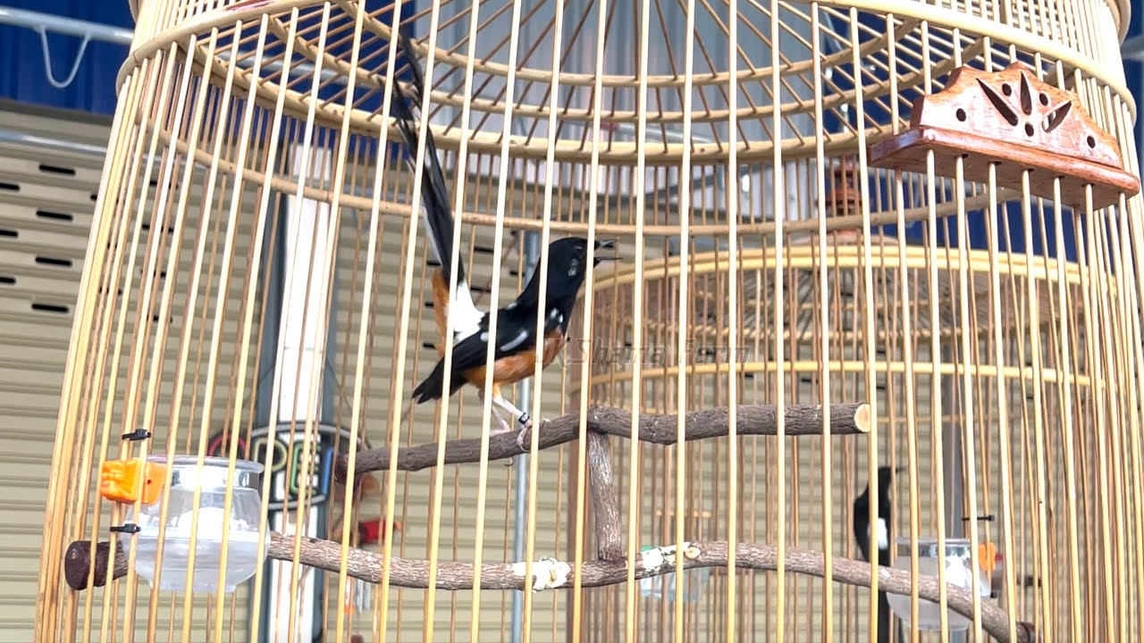 นกบินหลาดงบนราวซ้อม 