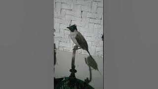 Proses burung jalak kebo vs kutilang biar jinak