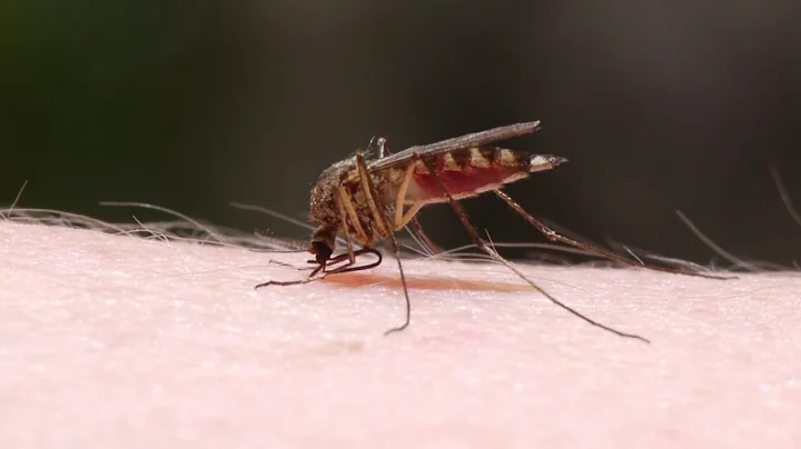 Mayo Clinic Minute: Easing the itch of mosquito bites - DayDayNews