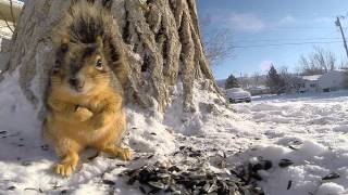 Squirrel Close up With GoPro