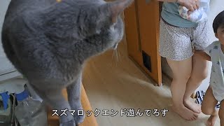 飼い主に咬みつく荒くれ凶暴猫、でも３歳児には警戒する