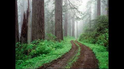 تلاوة ابراهيم الجبرتي سورة مريم