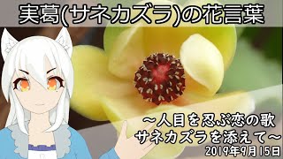 日刊動画 19年9月15日 実葛 サネカズラ の花言葉 Youtube