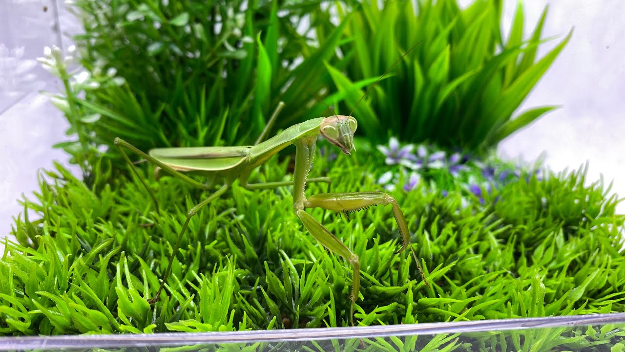 水草茂「かまきり様オーダー用」 水草茂「かまきり様オーダー用」 【公式通販】