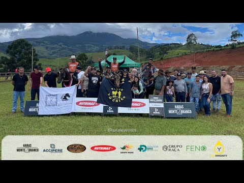 Cavalo Adulto de marcha batida