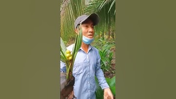 Xuất Hiện Thêm Cây Dừa Độc Lạ Tại Sóc Trăng