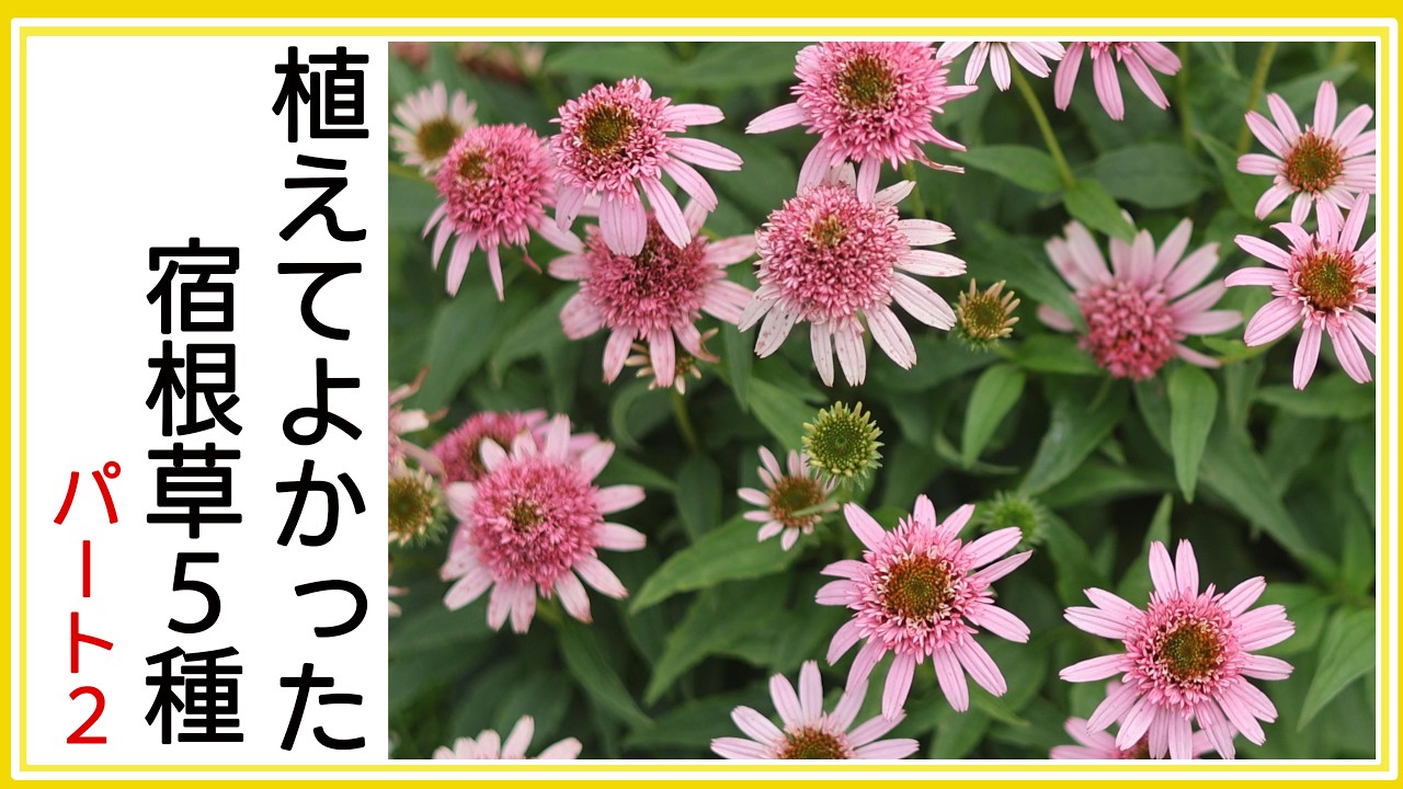 植えてよかったおすすめの宿根草５品種｜ほったらかしでも毎年咲く宿根草