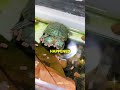 Most Adorable Two Headed Turtle 😍 #shorts