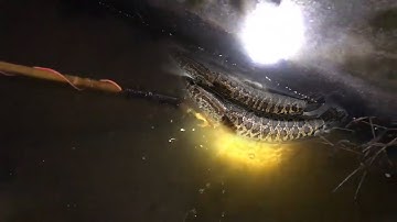 Kích Ổ Cá Lóc Cụ Lên Theo Nước Đẻ / Thú Vui 3 Miền