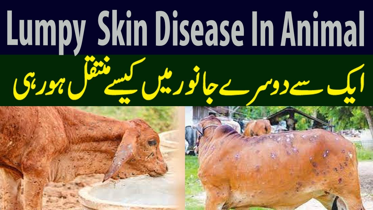 What is lumpy skin disease Lumpy Skin Disease in Cattle YouTube