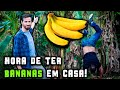 Como plantar uma bananeira? FORMA FÁCIL! - Chácara SV