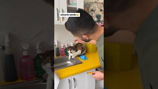 Si̇ni̇rli̇ Kedi̇ Kedi Çok Agresif