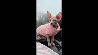 SPHYNX BABY ADD TO THE FAMILY by JOAO CLAUDIO USA 4,561 views 2 years ago 6 minutes, 47 seconds