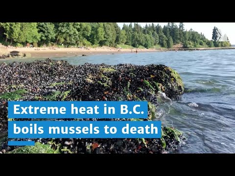 Extreme heat cooks mussels to death in B.C.