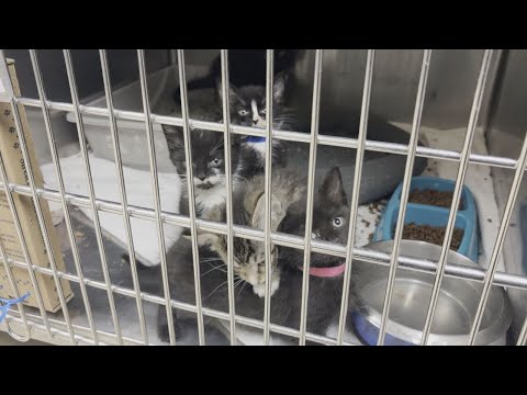 ‘We said yes': Nonprofit takes in 40 kittens exposed to virus at animal shelter